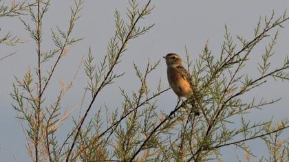 European Stonechat