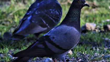 Rock Dove