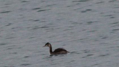 Great Crested Grebe