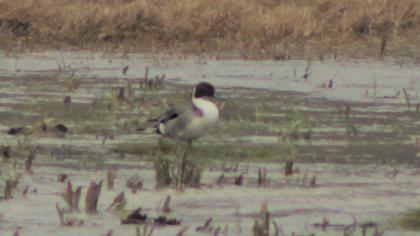 Northern Pintail