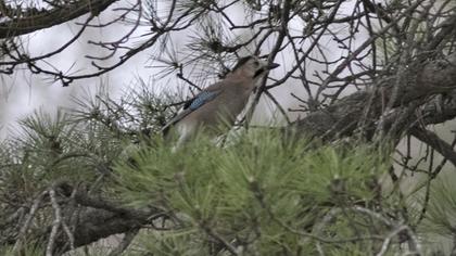 Eurasian Jay