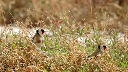 European Goldfinch