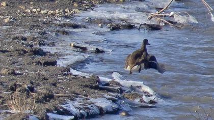 Greater White-fronted Goose
