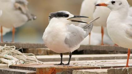 Sandwich Tern