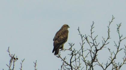 Common Buzzard