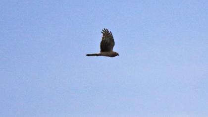 Hen Harrier