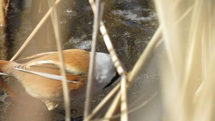 Bearded Reedling