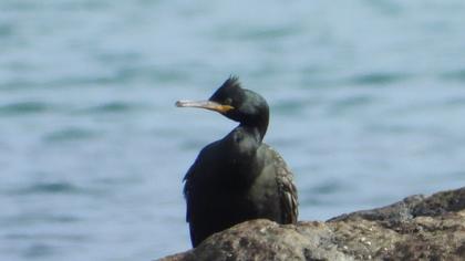 European Shag