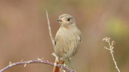 Black Redstart