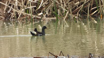 Common Moorhen
