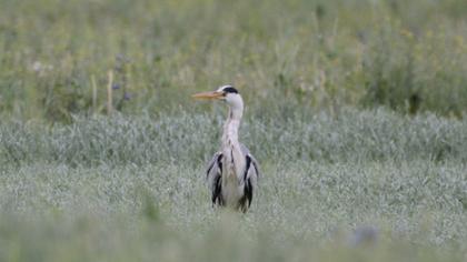 Grey Heron