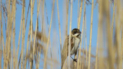 Common Reed Bunting