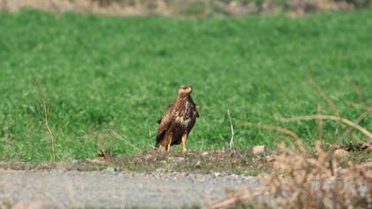 Common Buzzard