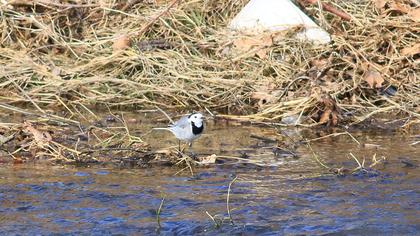 White Wagtail