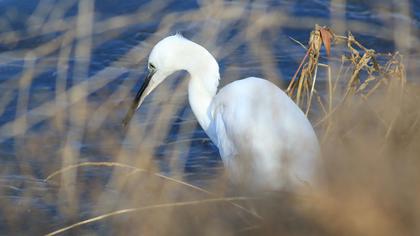 Little Egret