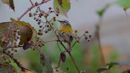Common Firecrest