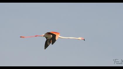 Greater Flamingo