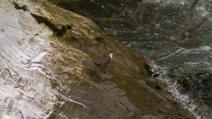 White-throated Dipper
