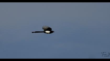 Eurasian Magpie