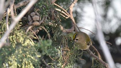 Goldcrest