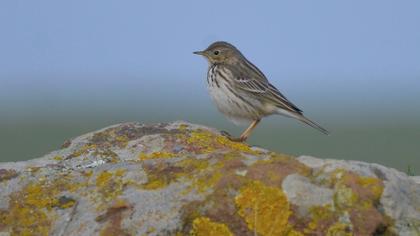 Meadow Pipit