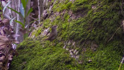 Eurasian Wren