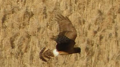 Hen Harrier