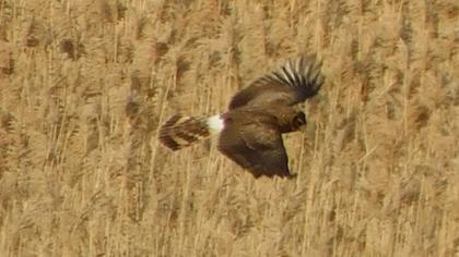 Hen Harrier