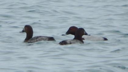 Common Pochard