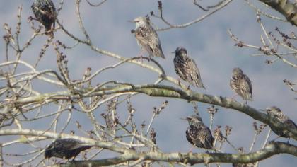 Common Starling