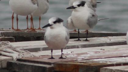 Sandwich Tern