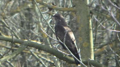 Common Buzzard