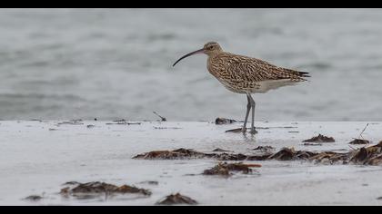 Eurasian Curlew