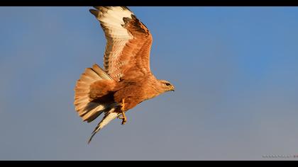 Long-legged Buzzard