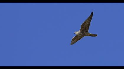 Peregrine Falcon