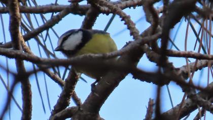 Eurasian Blue Tit