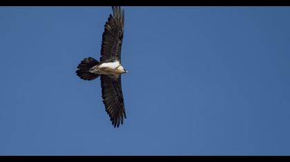 Bearded Vulture