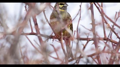 Cirl Bunting