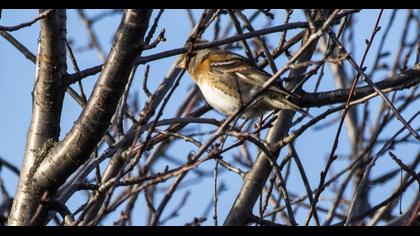 Brambling