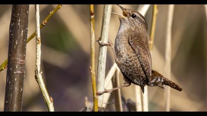 Eurasian Wren