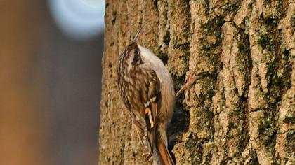 Short-toed Treecreeper