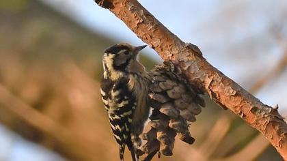 Lesser Spotted Woodpecker