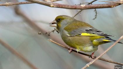 European Greenfinch