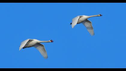 Mute Swan