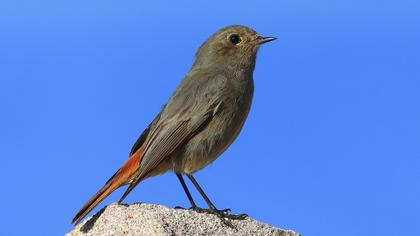 Black Redstart