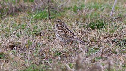 Corn Bunting