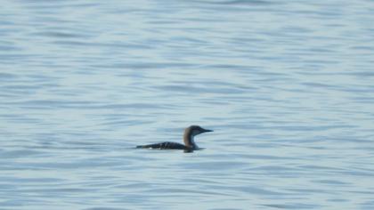 Black-throated Loon
