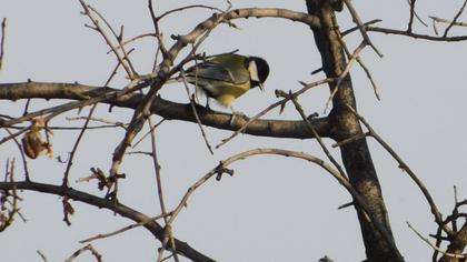 Great Tit