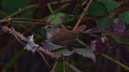 Eurasian Wren