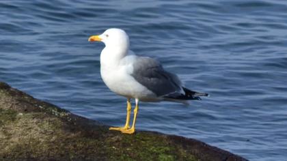 Yellow-legged Gull